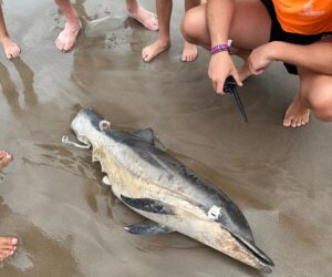 delfin mutilado Port Saplaya