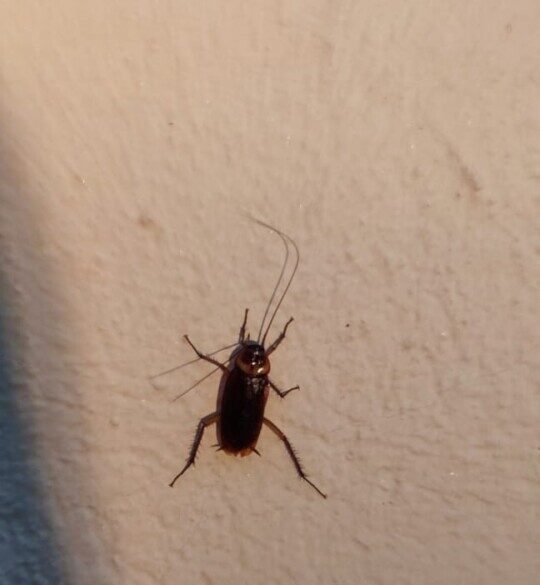 plaga de cucarachas en Vinalesa