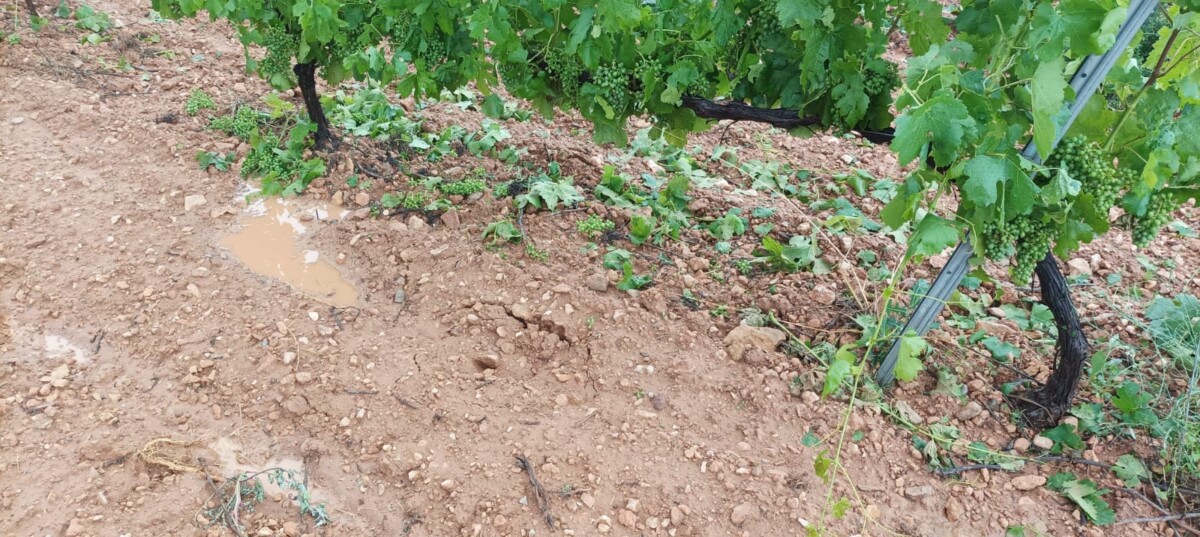 El pedrisco provocó 3 milones de pérdidas en l'Horta y La Costera