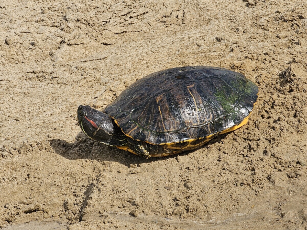 Tortuga de especie invasora en la playa de la Malvarrosa