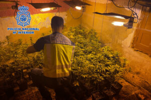 Agente de la Policía Nacional inspeccionando una plantación de marihuana en Torrent