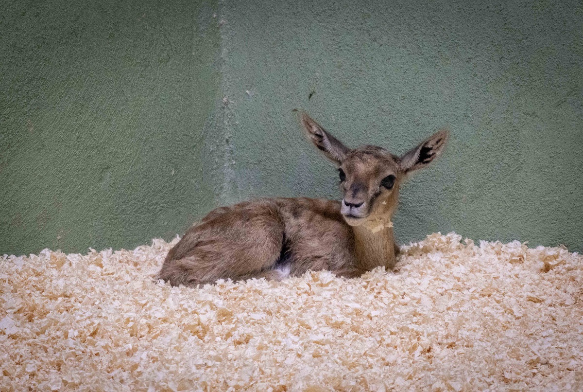 Cría de gacela Thomson - toma biberón - BIOPARC Valencia - agosto 2023