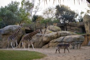 Jirafas y leones en la sabana africana de Bioparc Valencia