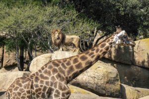León y jirafa en la sabana africana en Bioparc Valencia