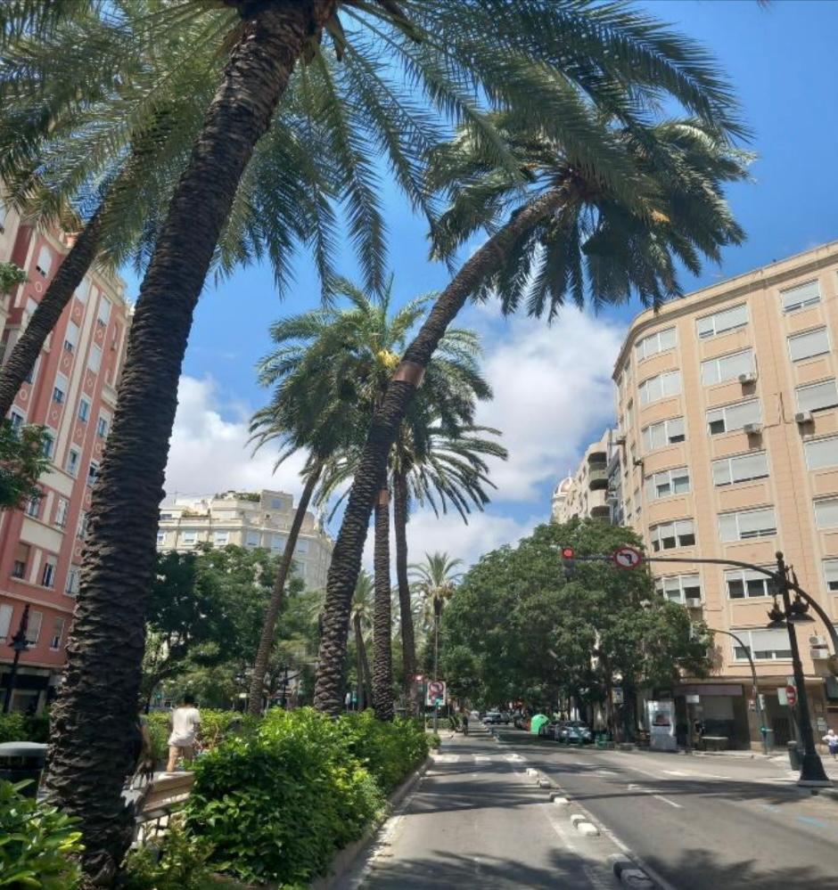 Palmeras con riesgo de caída en la avenida Reino de Valencia
