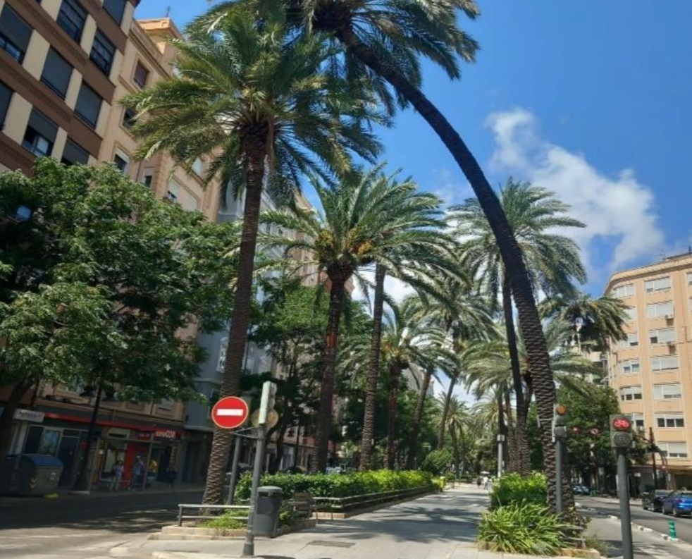Palmeras con riesgo de caída en la avenida Reino de Valencia