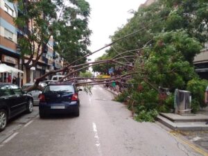 arbol caido en Alboraya