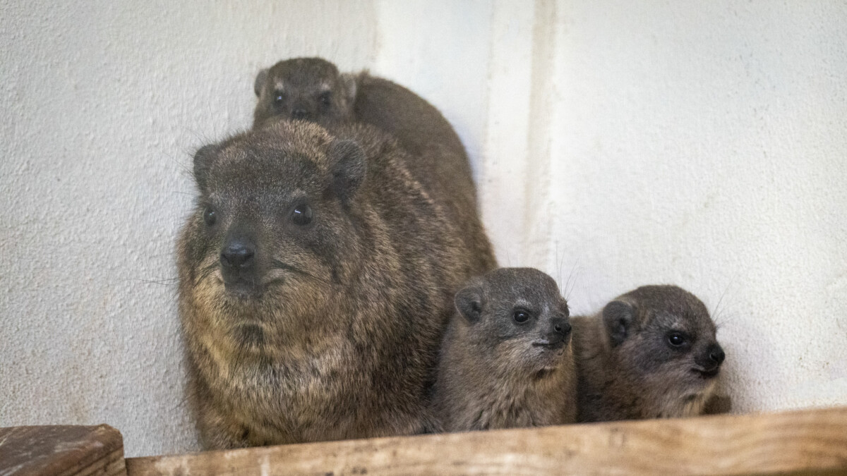Crías de damán roquero