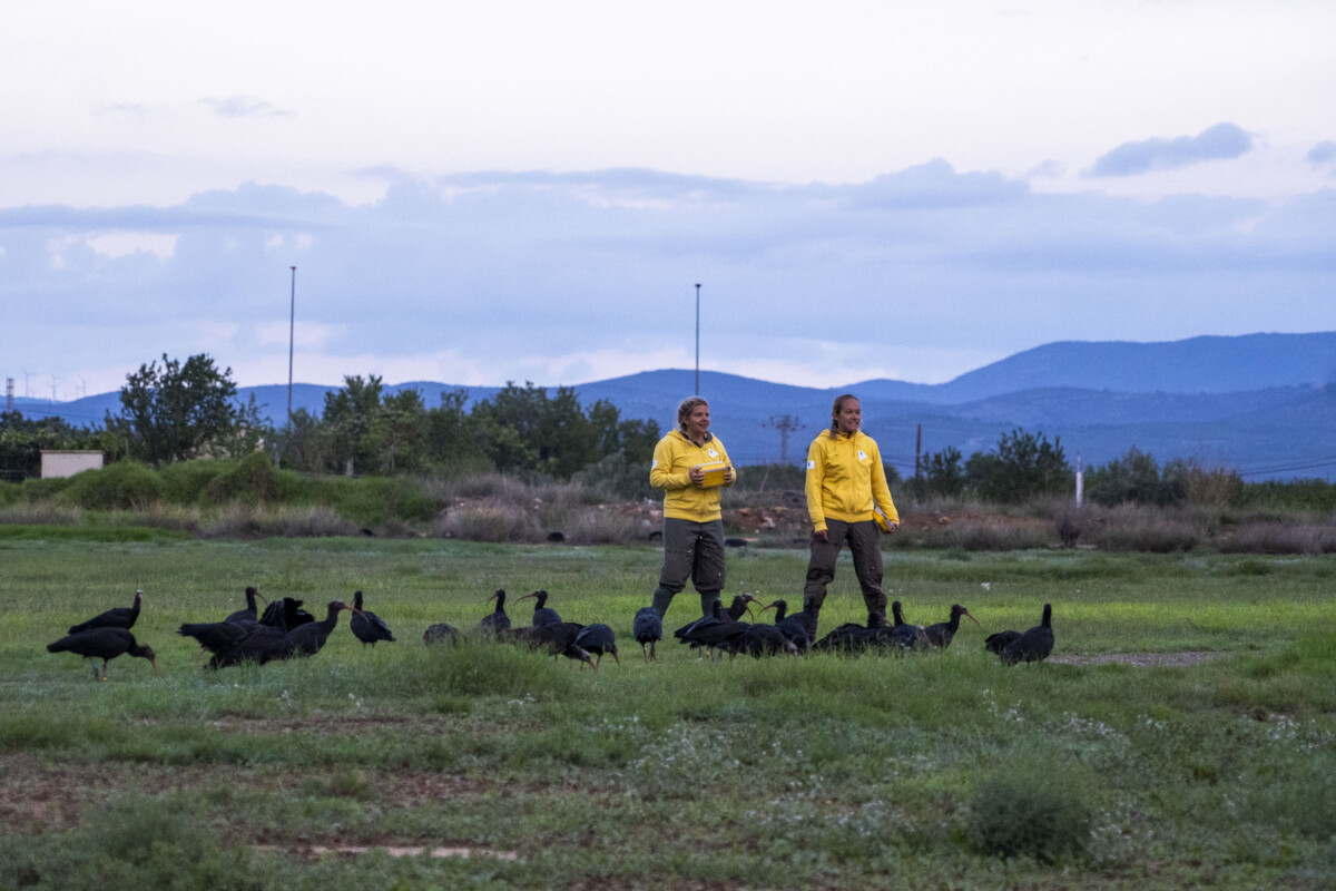 Proyecto Ibis Eremita en el que colabora BIOPARC Valencia - Parada en Olocau