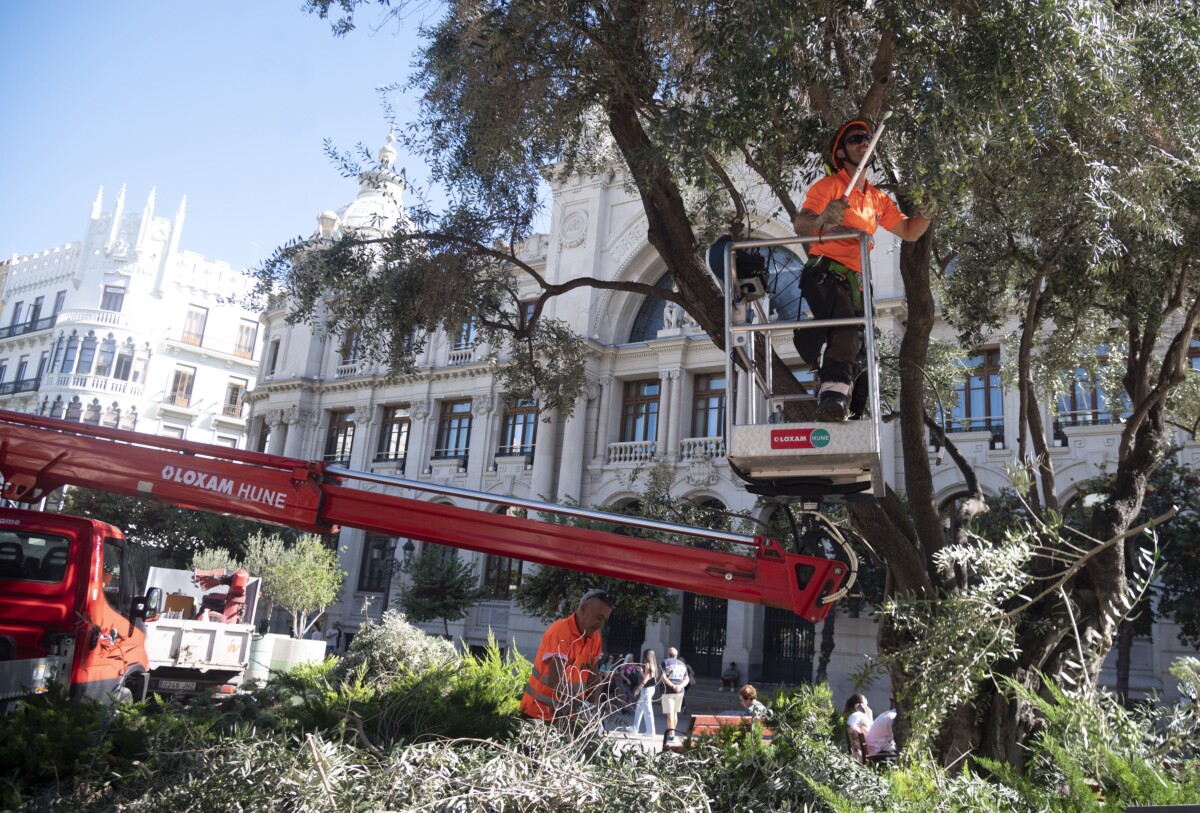 Arreglos en árboles y vegetación de la plaza del Ayuntamiento