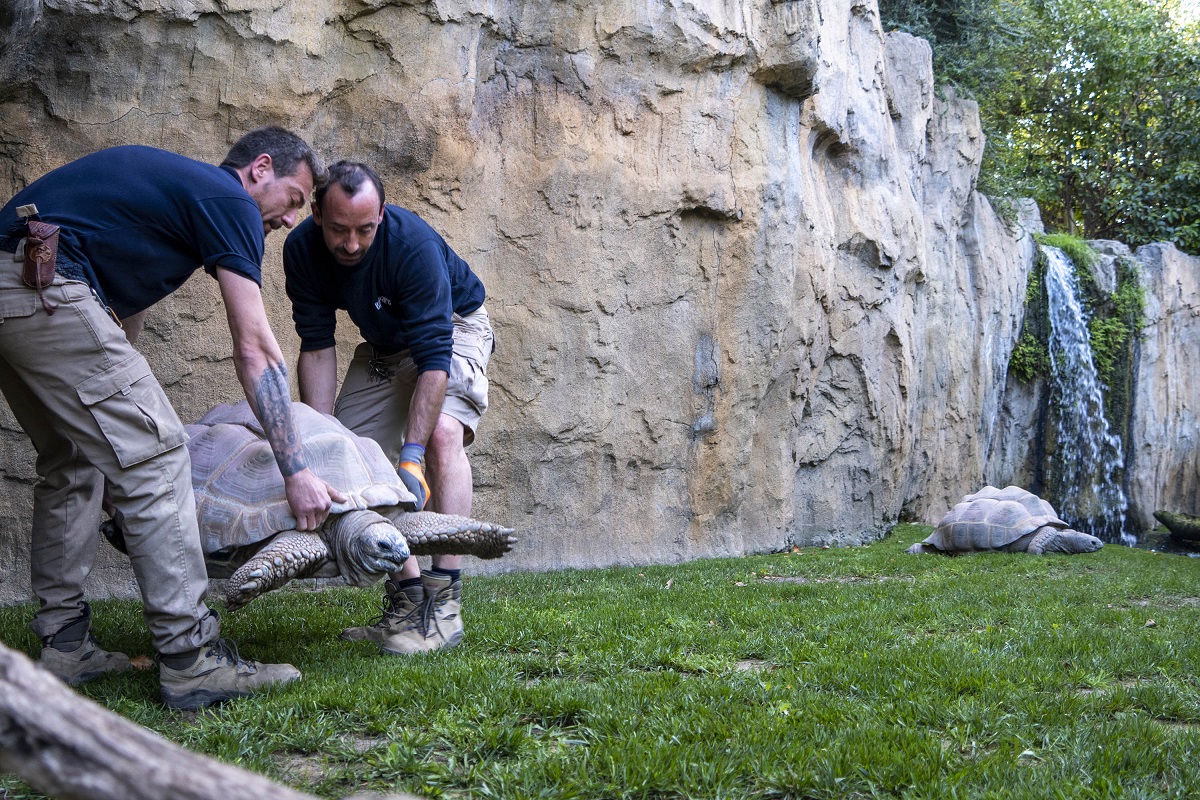 Cuidadores del equipo técnico de Animales de Bioparc Valencia trasladando a las tortugas de Aldabra a la isla de Madagascar del parque