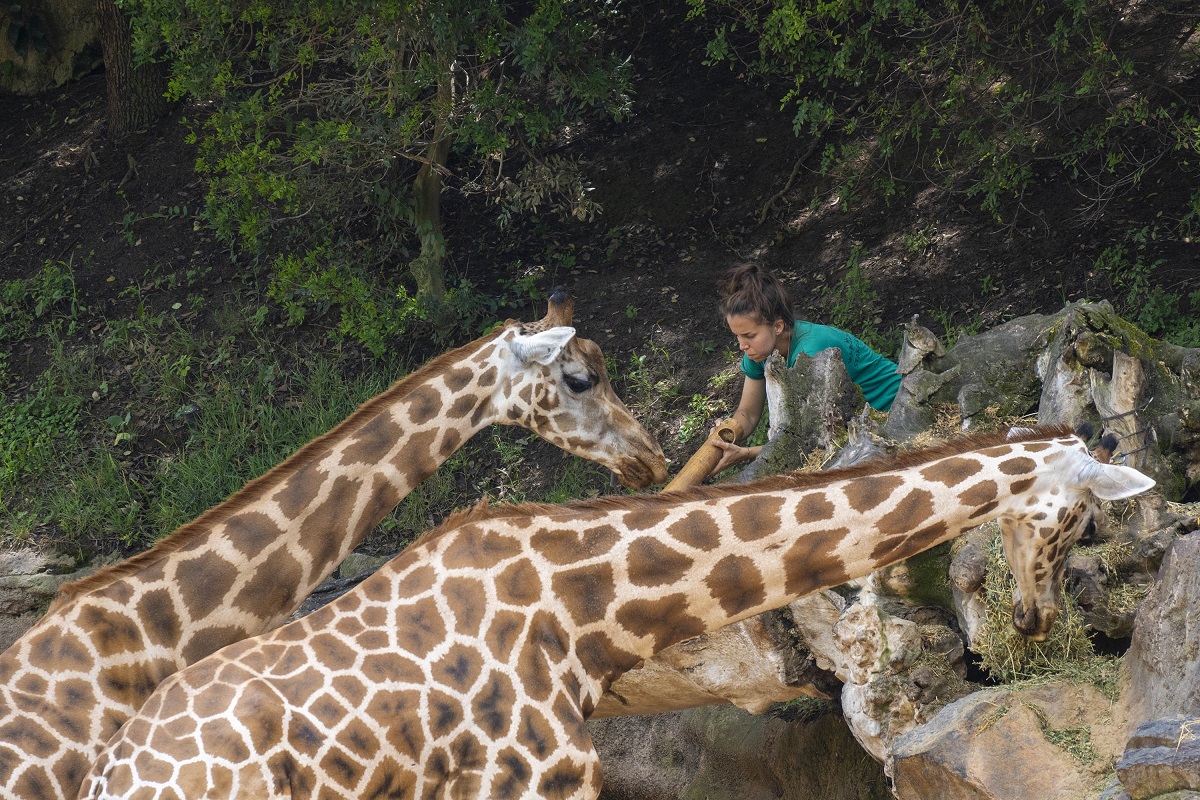 Desde los Bioparc se pone en valor la dedicación de las personas que velan por el bienestar de los animales