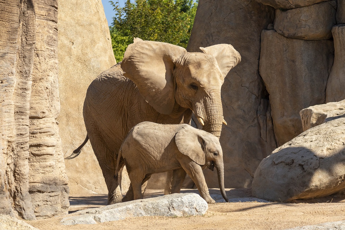 Elefantes, madre y cría, en la sabana africana de BIOPARC Valencia 2023