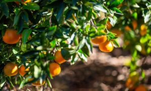 Mandarinas de origen nacional, en el campo