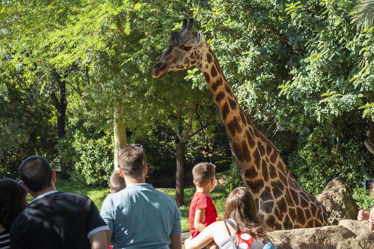 Visitantes observando a los animales salvajes en BIOPARC Valencia