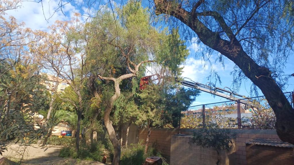 Poda de árboles del CEIP Pablo Neruda