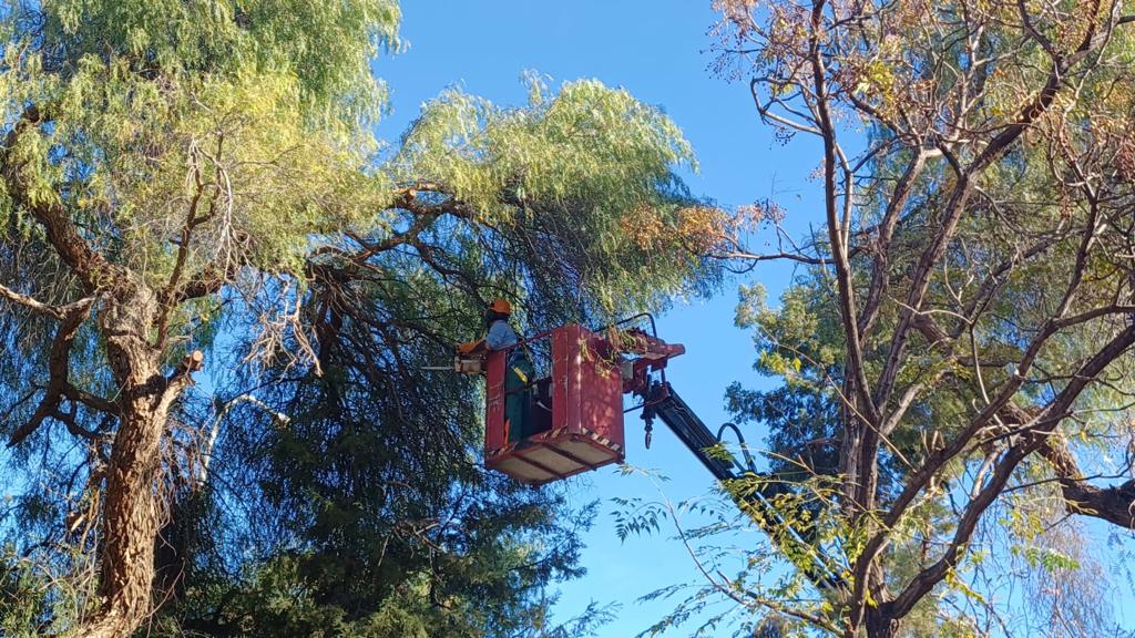 Poda de árboles del CEIP Pablo Neruda