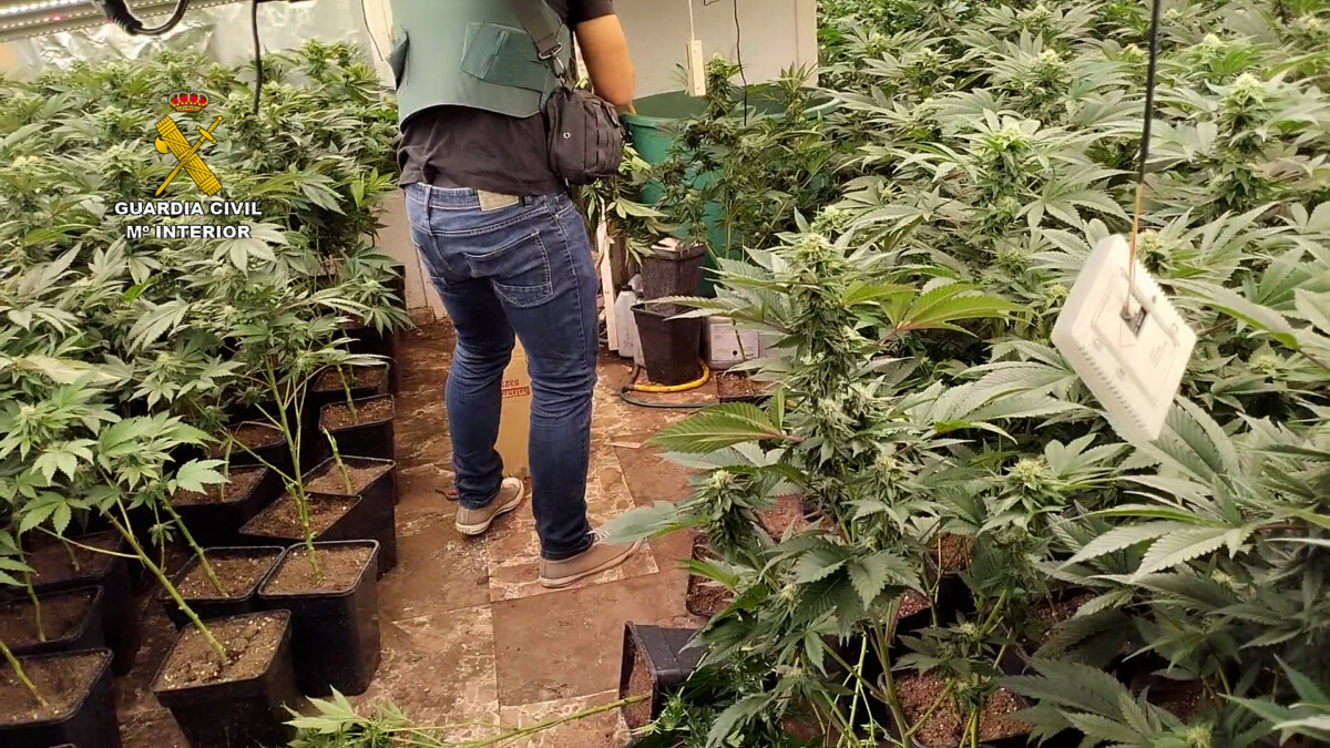 Plantación de marihuana en Aldaia