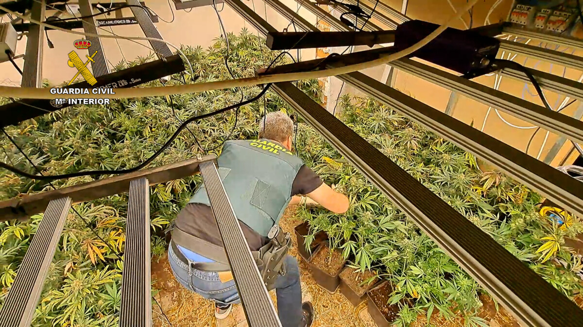 Plantación de marihuana en Aldaia