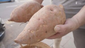 Albal Poble del moniato