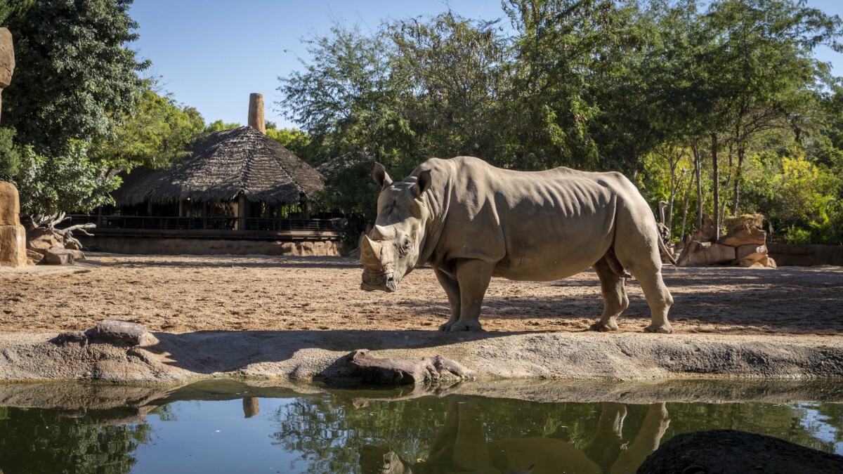 Macho de rinoceronte en la sabana de Bioparc