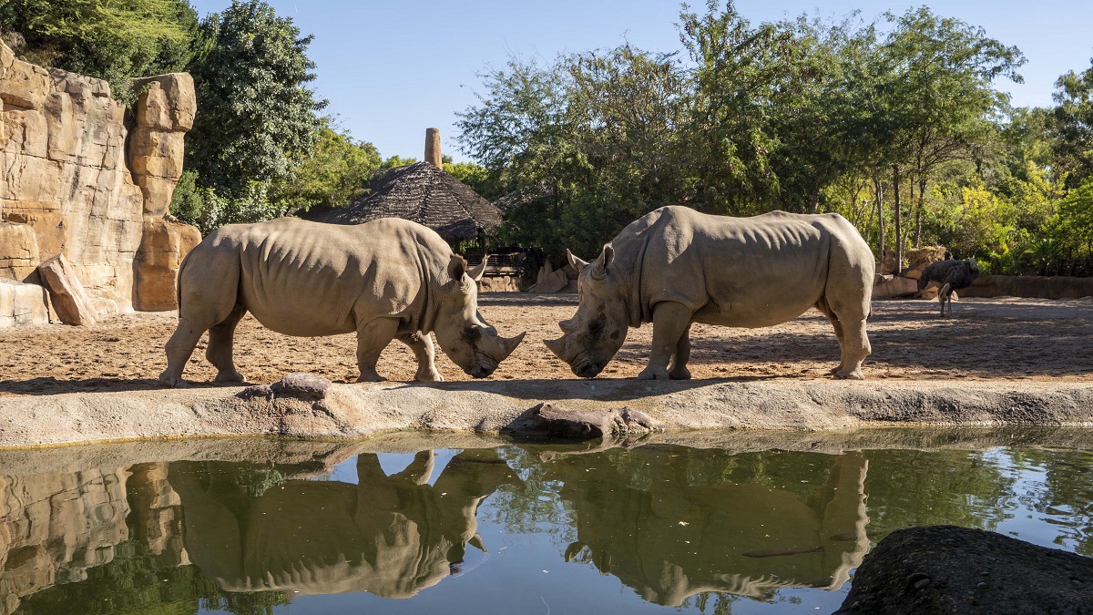 Rinocerontes en Bioparc Valencia