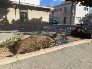 jabalí muerto Foios