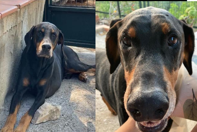 Tor dóberman perro desaparecido Torrent