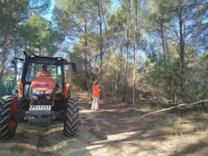 Trabajos de tratamientos preventivos para combatir la plaga de procesionaria en Paterna