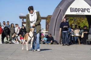 23 Desfile AUPA - Fundación BIOPARC para fomentar las adopciones de perros abandonados