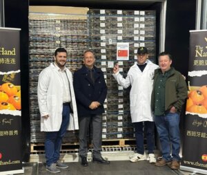 albal empresa exporta caquis a China