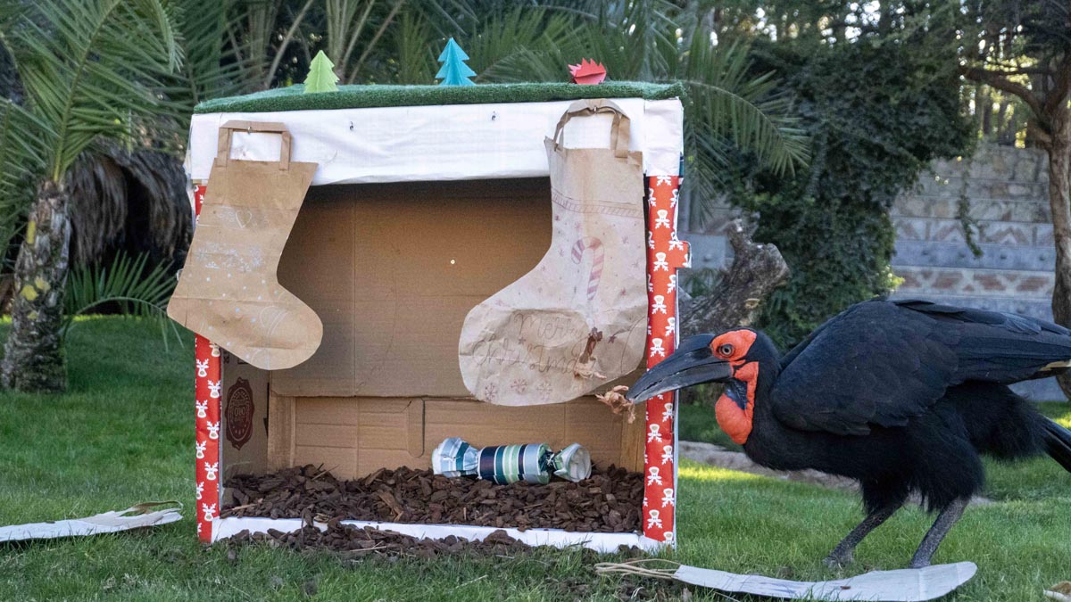 Papá Noel entrega los regalos a los animales de Bioparc Valencia