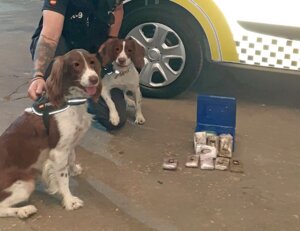 El perro 'Trece' de la Unidad Canina de la Policía Local de Alaquàs, que detectó la droga