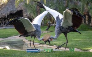 Papá Noel entrega los regalos a los animales de Bioparc Valencia