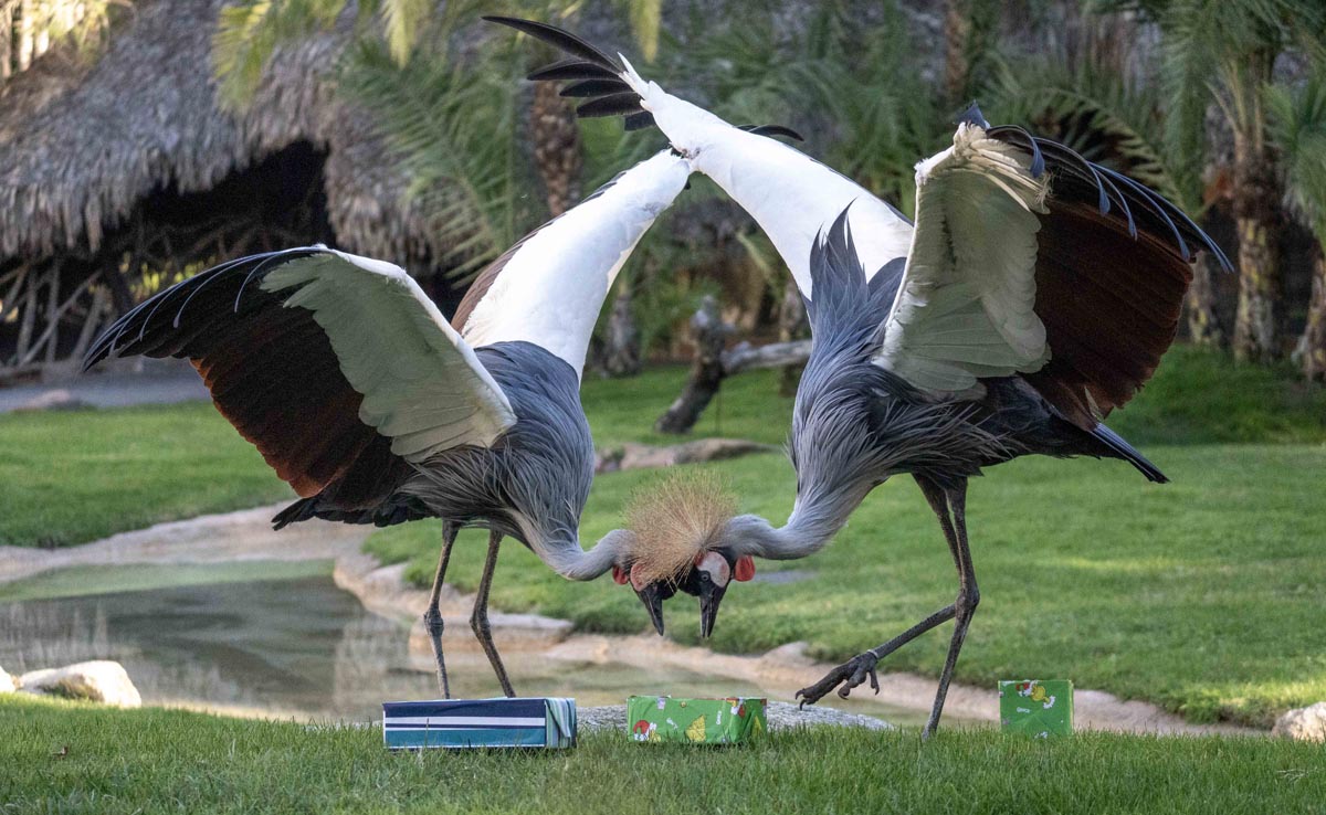 Papá Noel entrega los regalos a los animales de Bioparc Valencia