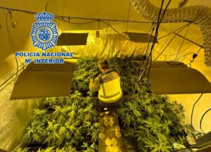 plantación marihuana Torrent