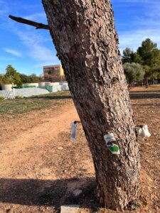 procesionaria Godella