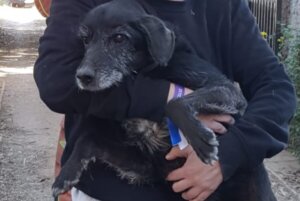 Rescate de una perrita atrapada en una acequia subterránea en Catarroja