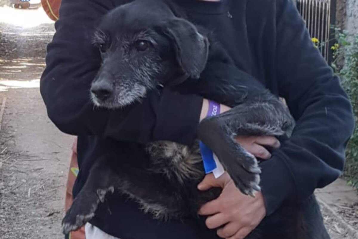 Rescate de una perrita atrapada en una acequia subterránea en Catarroja