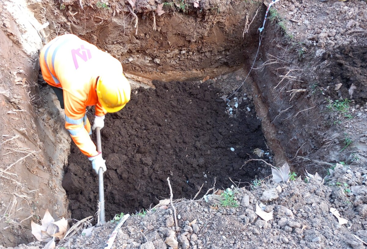 El abeto de Navidad de la plaza de la Reina, trasplantado al bulevar sur