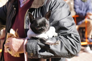 bendición animales Burjassot