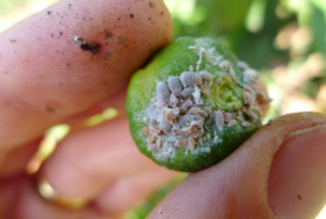 Museros reparto dispositivos de atracción cultivos cítricos