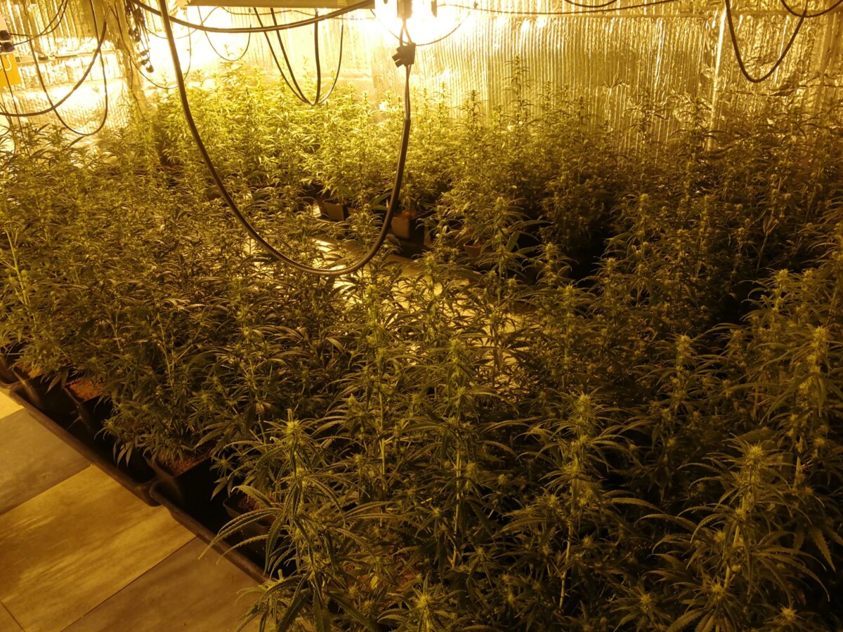Plantación de marihuana encontrada en una vivienda del Cabanyal
