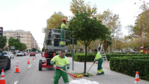 recogida naranjas Valencia