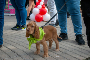 bendición de animales Alfafar