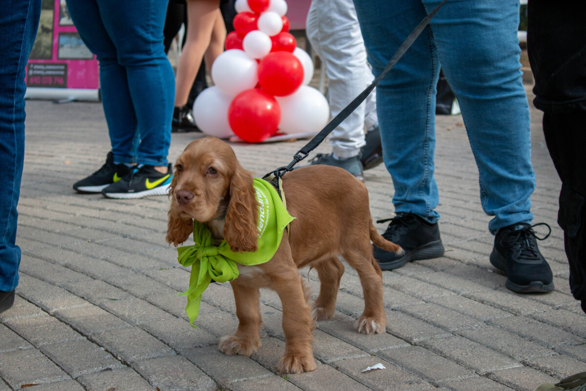 bendición de animales Alfafar