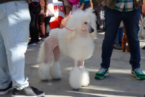 concurso canino Torrent