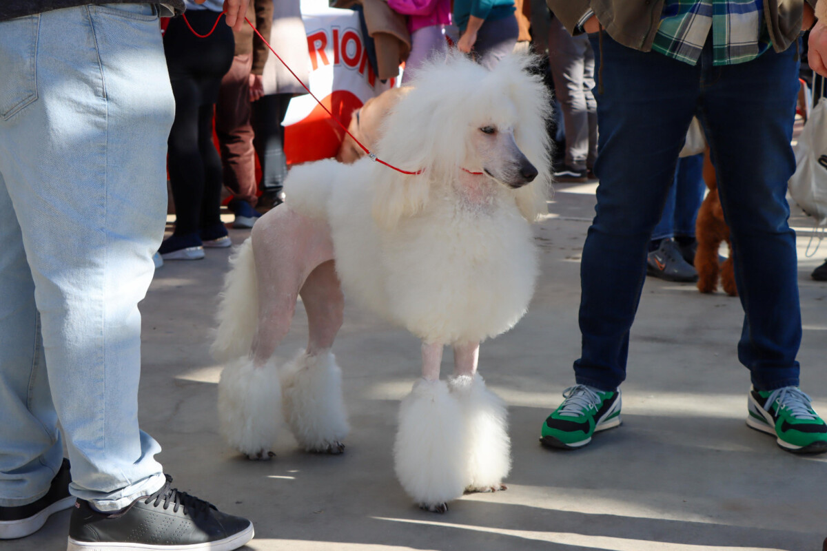 concurso canino Torrent