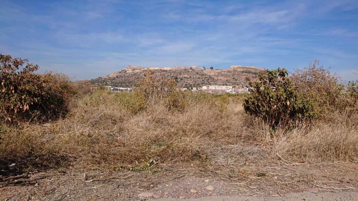 Desertización donde habían naranjos