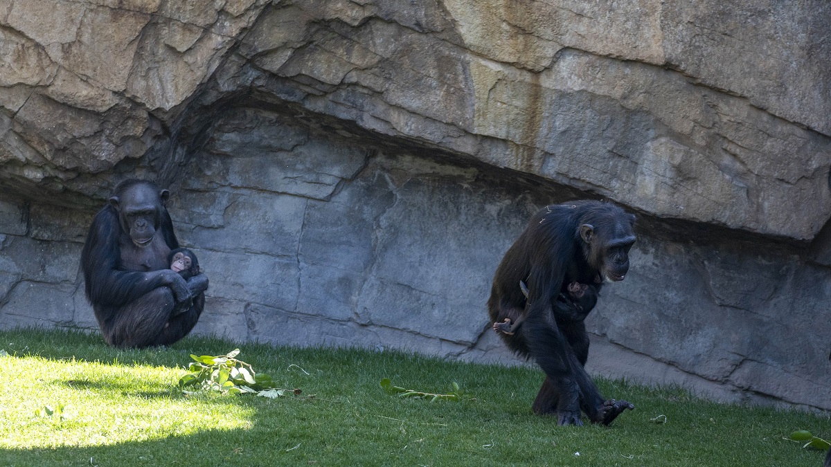 Febrero 2024 - BIOPARC Valencia - Dos hembras de chimpancé con sus dos crías